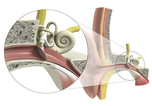 cross sectional of the middle ear