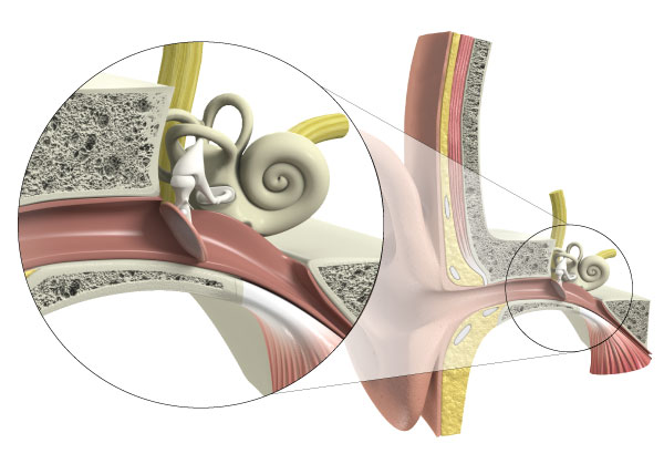 Cross-sectional view of the middle ear