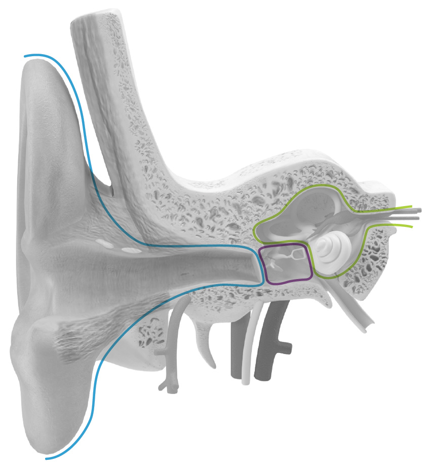 cross-section diagram of the ear
